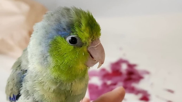 Vancouver parrot lands internet fame with artwork [Video]