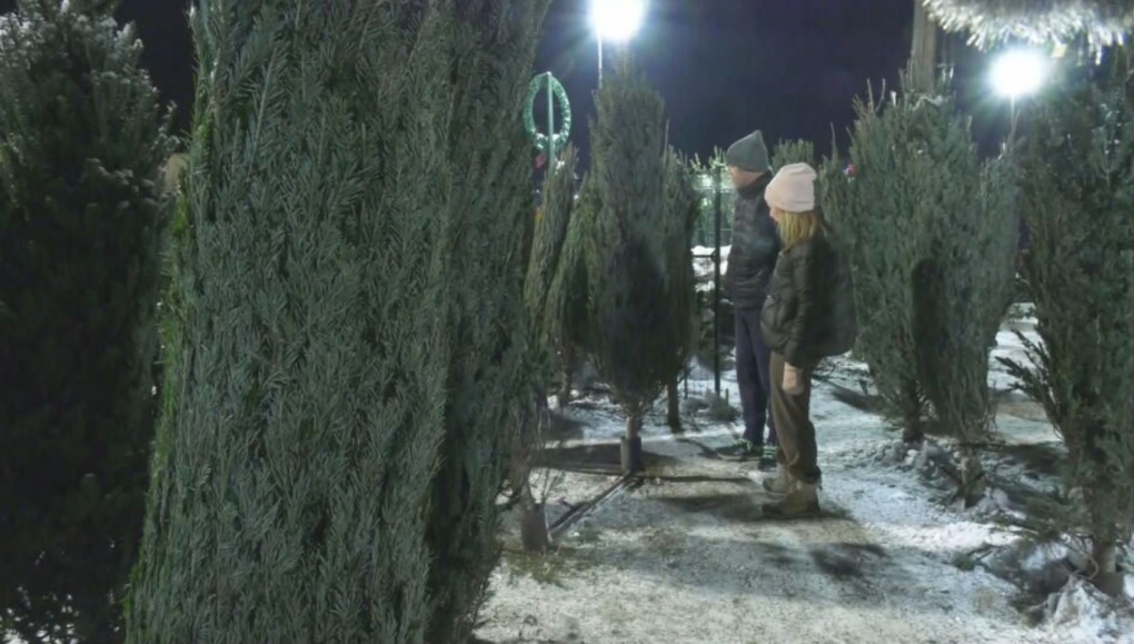 Christmas tree supply improves, say lot workers [Video]