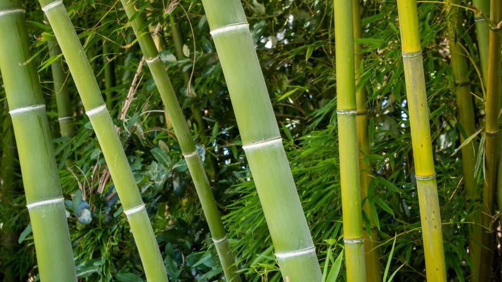 B.C. man wins dispute with neighbours over bamboo [Video]