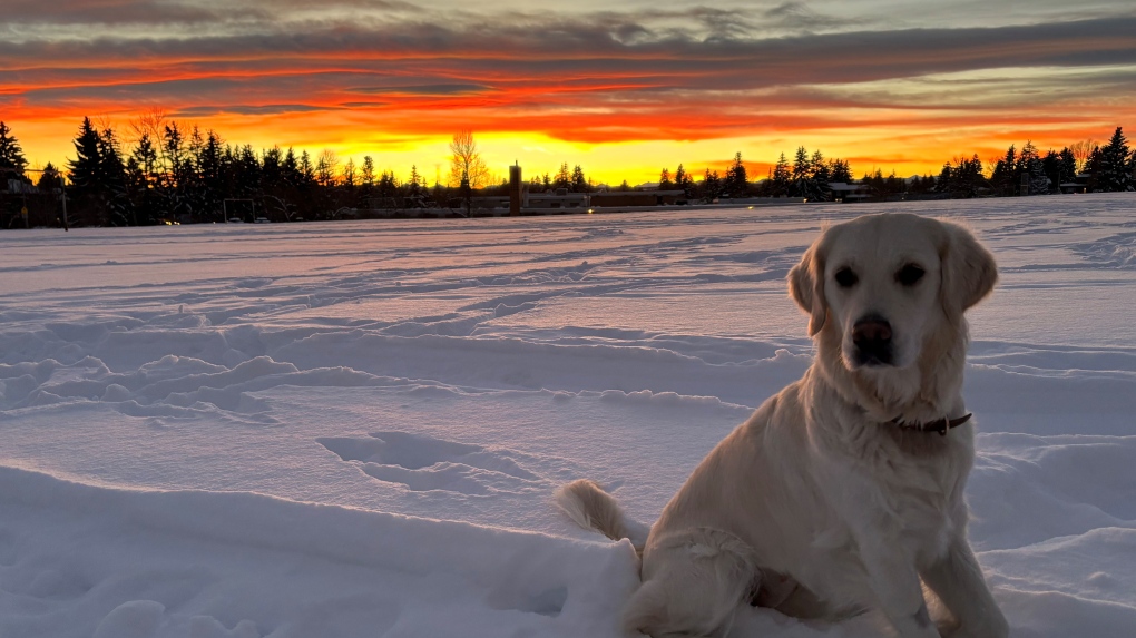 Calgary weather: A mild start to December as temperatures rise [Video]