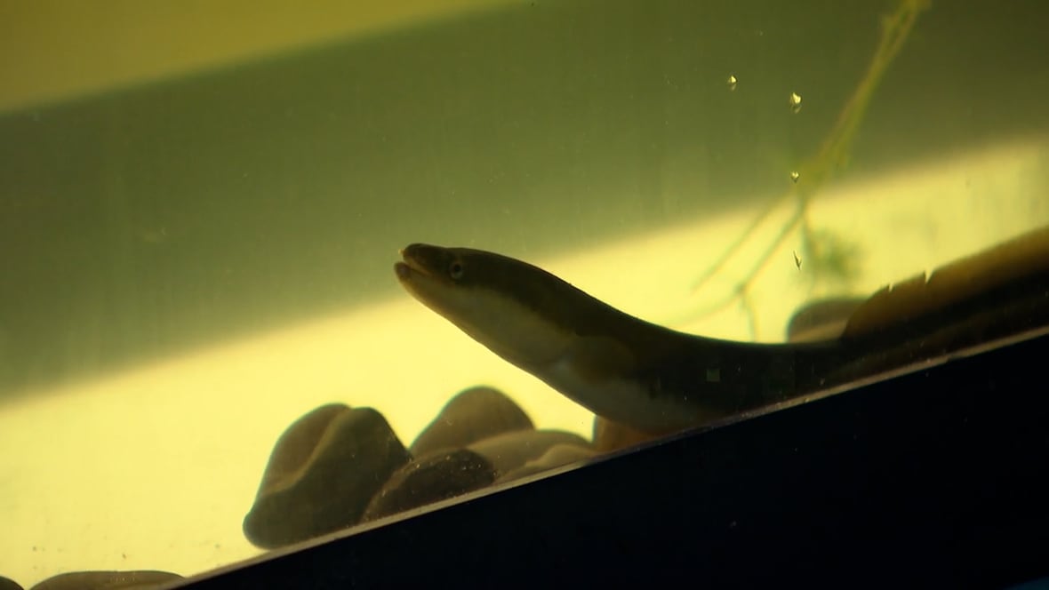 Western Quebec First Nation wants to make a dam on the Ottawa River safer for eels [Video]