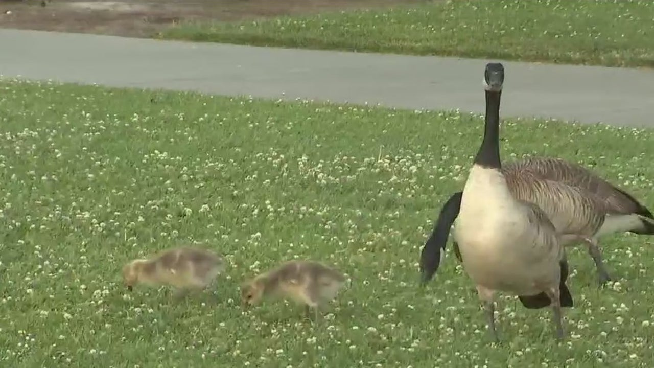 Foster City considers shoo-ing away geese with noisemakers and fireworks [Video]