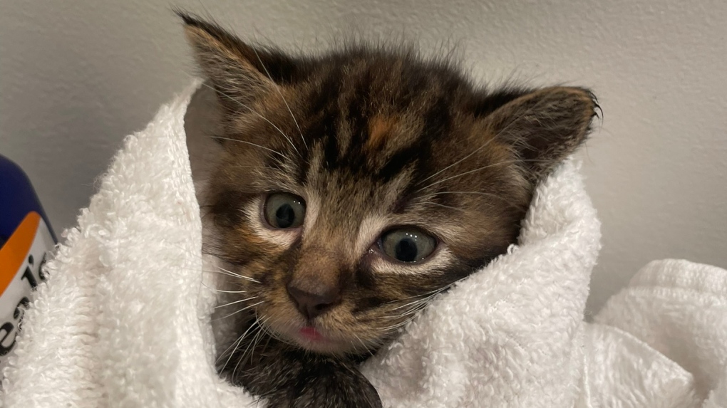 Kamloops BC SPCA welcomes over 25 cats from one home [Video]