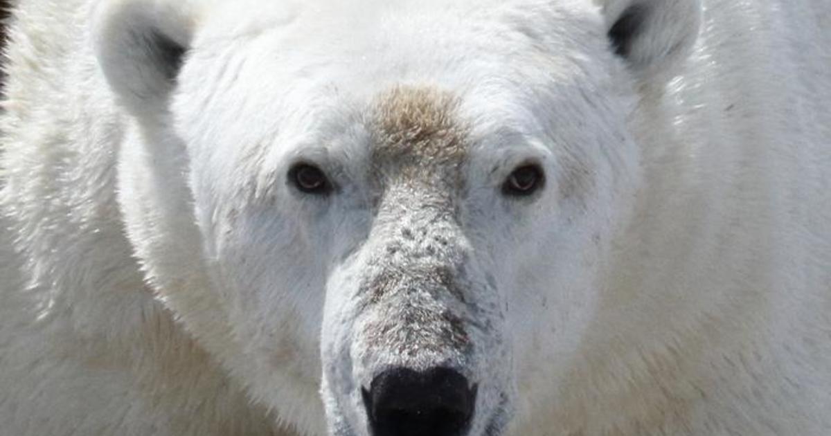 Man severely injured protecting wife from polar bear attack [Video]