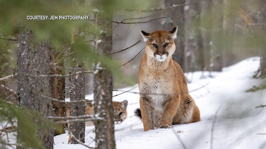 Alberta government expands cougar hunting areas, quotas [Video]