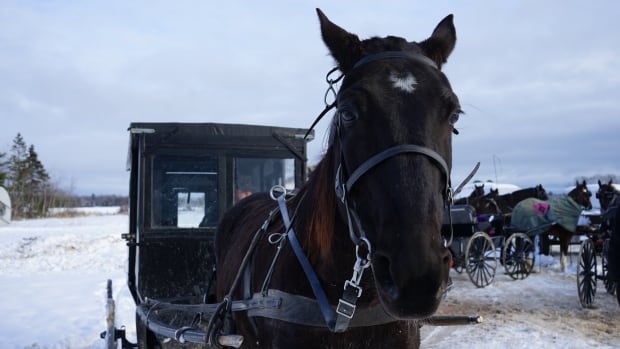 Horse and buggy travel a way of life for many Mennonites. Recent tragedies have led to safe road use efforts [Video]