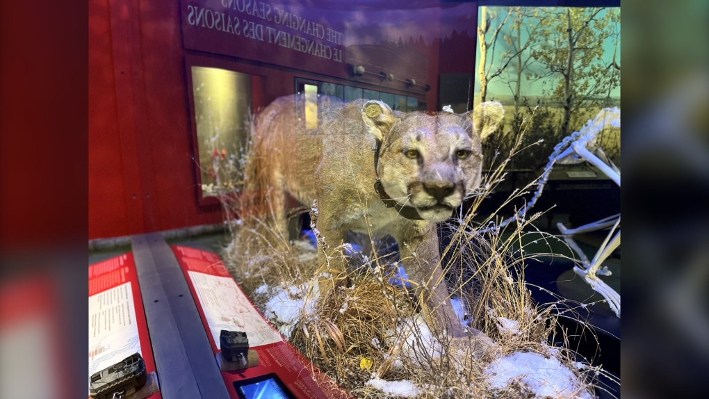 Manitoba Museum’s new exhibit on cougars [Video]