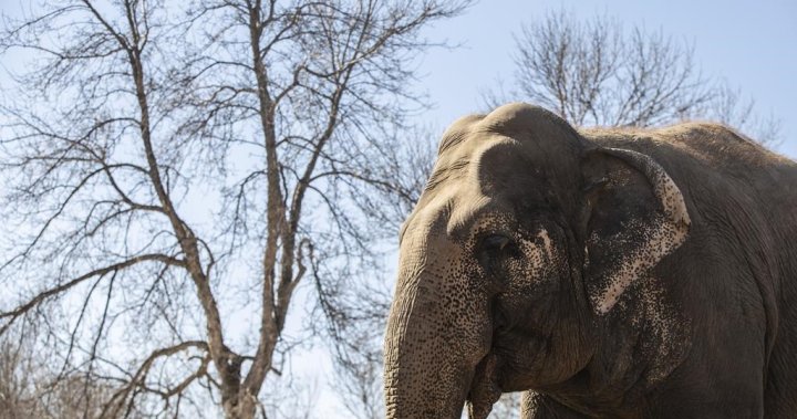 Edmonton zoo elephant Lucy gets medical OK as she approaches 50th birthday [Video]