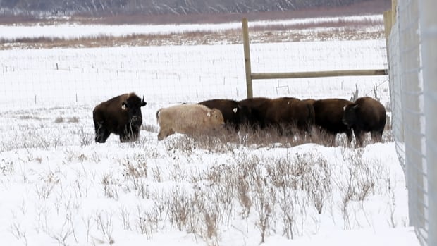 Southwestern Manitoba First Nation welcomes bison back after more than a century [Video]