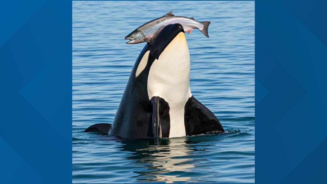 Orcas in Puget Sound spotted wearing ‘Dead Salmon Hats’ again [Video]