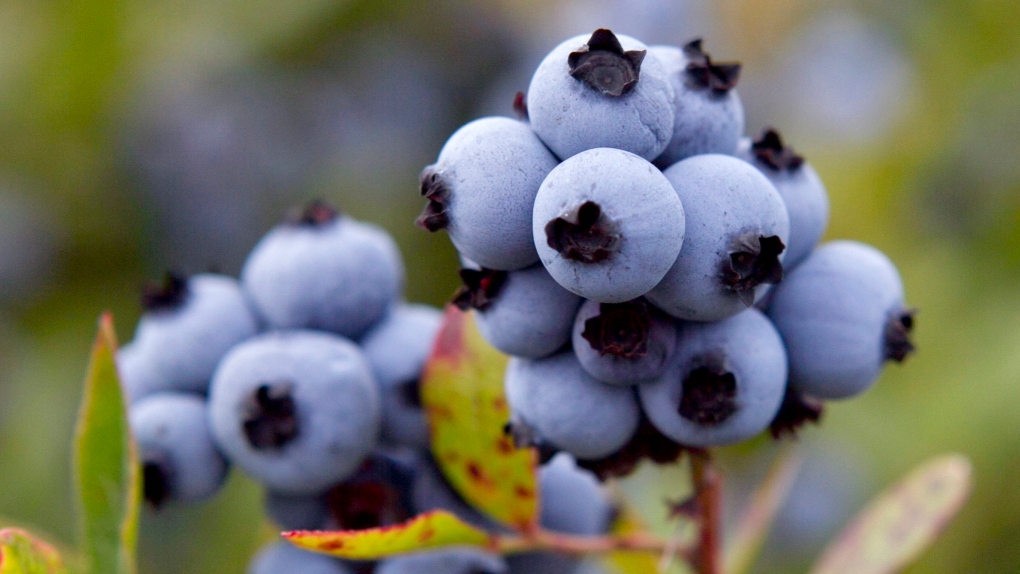 N.B. news: Governments scraps plans to expand blueberry range [Video]