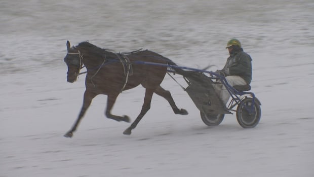 Wet November was ‘challenging’ for P.E.I. harness racing  and ‘tough on the horses’ [Video]