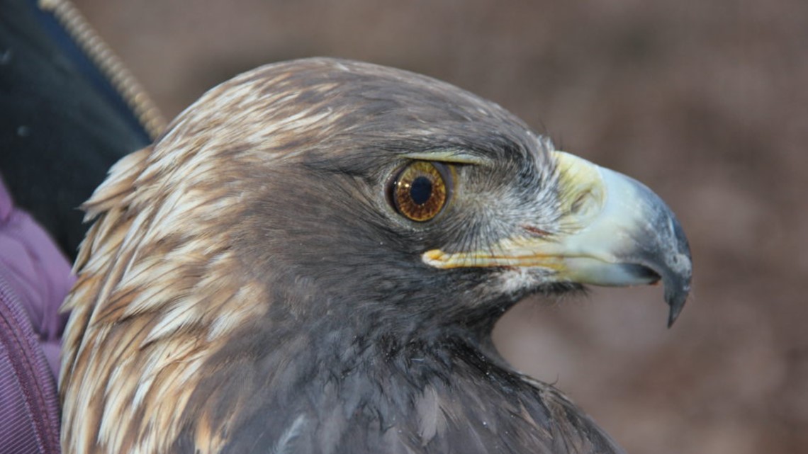 Bernheim Forest’s golden eagles head south, but one may not return to Kentucky [Video]