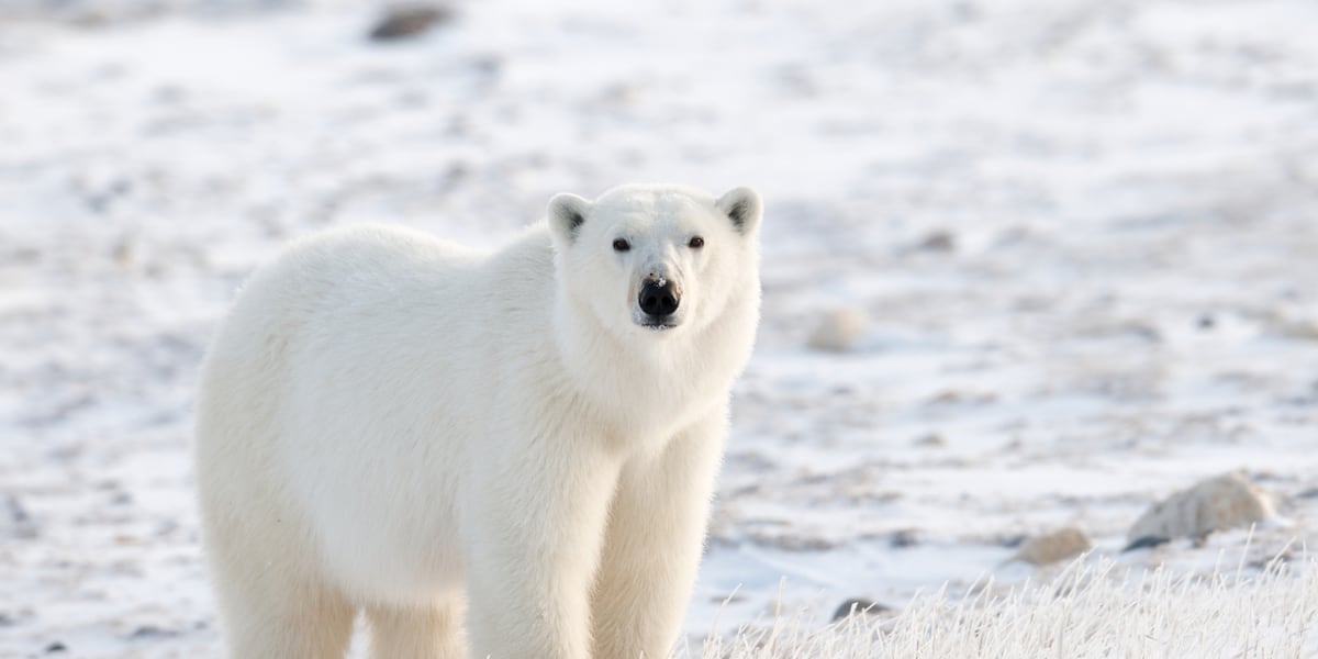 Man seriously injured while saving wife from polar bear attack in driveway, police said [Video]