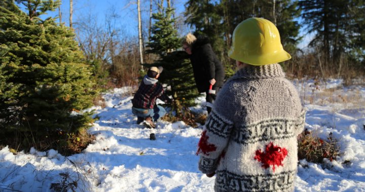 Whats putting Christmas trees at risk? Try this weeks Global News quiz – National [Video]