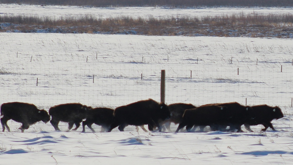 Manitoba news: Bison make historic return to First Nation [Video]