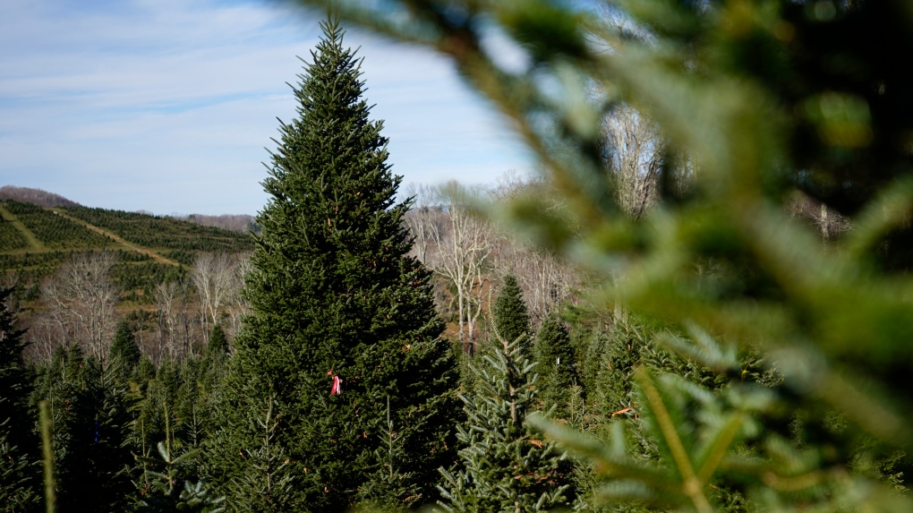 Invasive species could be hiding in your holiday decor [Video]