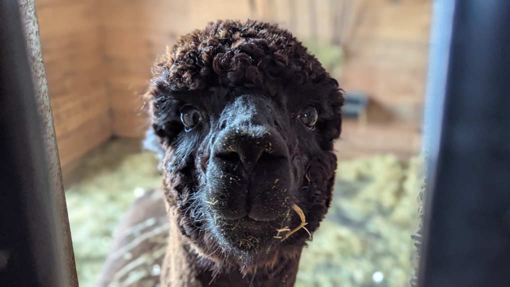 University of Waterloo harnessing the power of alpaca poop [Video]