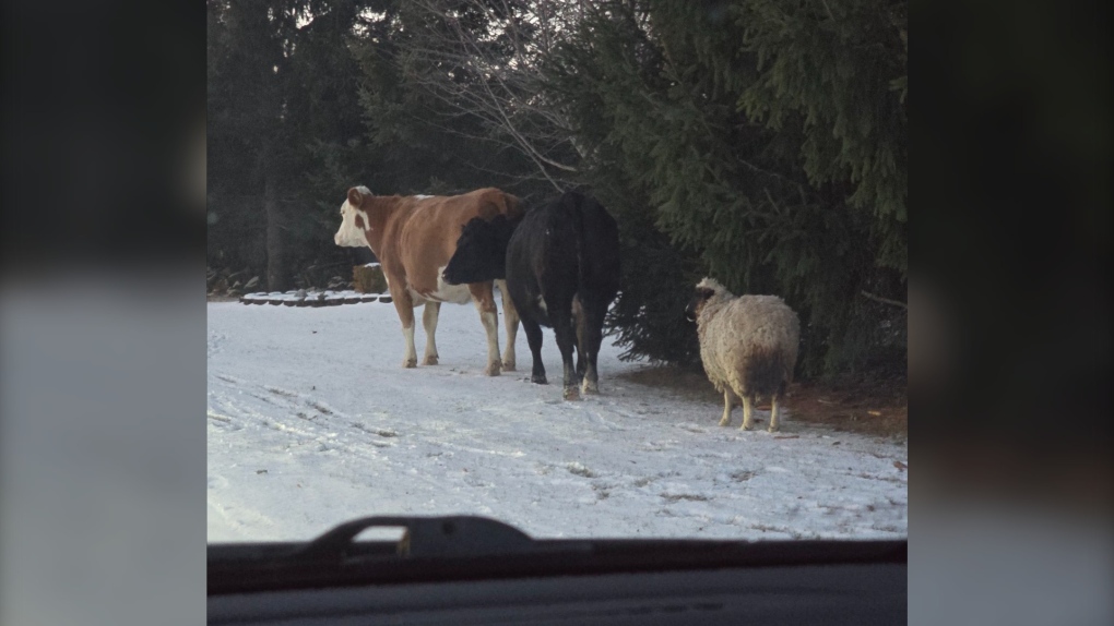 OPP says owners of straying cows, sheep downtown Kemptville, Ont. located [Video]