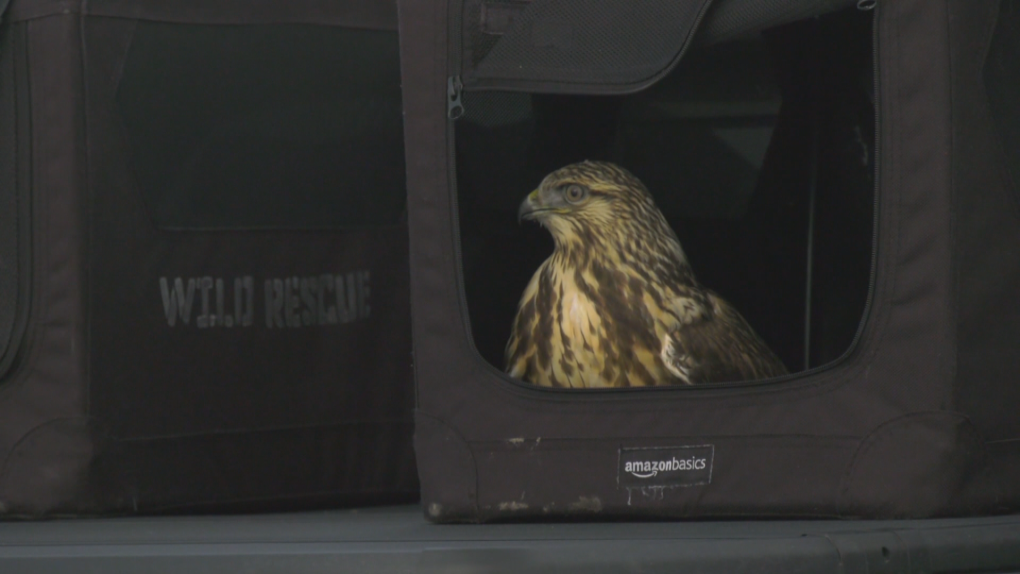 WildNorth releases 2 hawks after rehabilitation [Video]