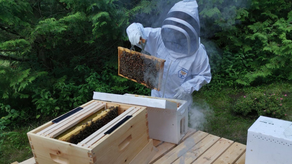 Honeybee businesses react to cross-border trade ruling [Video]