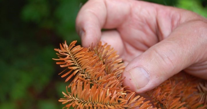 Drought, heat threaten future of balsam firs popular as Christmas trees [Video]