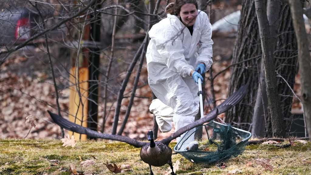 Wildlife rescuers were rushing to tend to dozens of geese and ducks that were soaked in oil after an apparent spill in a Boston river [Video]