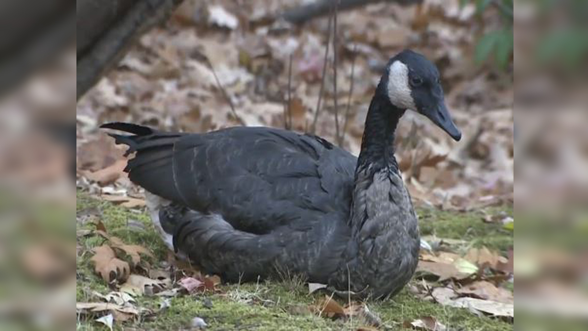 Dozens of animals soaked from oil spill in Muddy River, crews racing to contain impact – Boston News, Weather, Sports [Video]