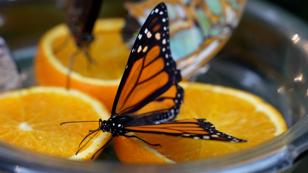 Canadian Museum of Nature opens new Butterflies in Flight exhibit [Video]