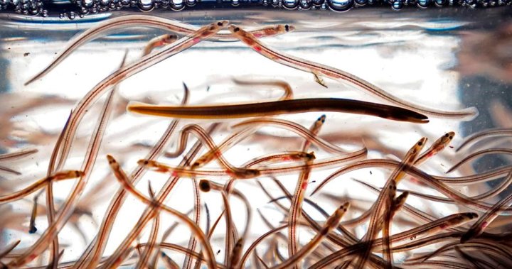 Concerns raised about enforcement in baby eel fishery if licences redistributed - Halifax [Video]