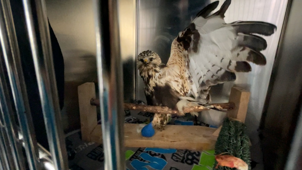 Wildlife rehab groups look to keep up with spiking demand for care with holiday campaigns [Video]