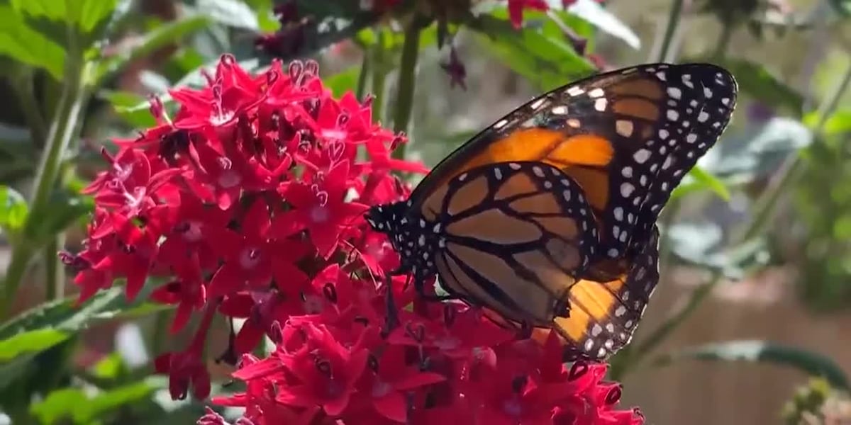 Thousands of monarch butterflies disappear from usual California spots [Video]