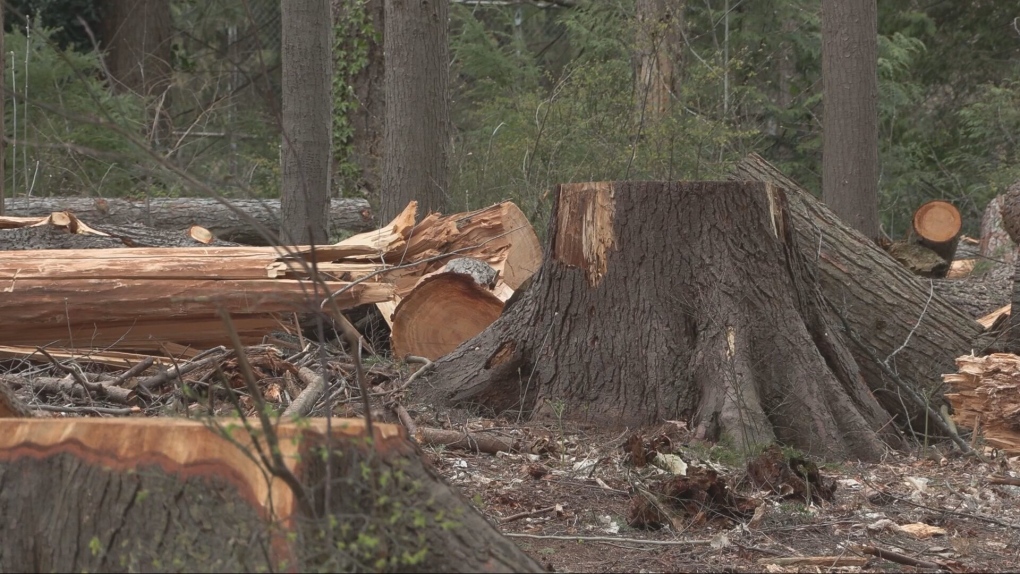 Stanley Park tree removal project accelerated by park board [Video]