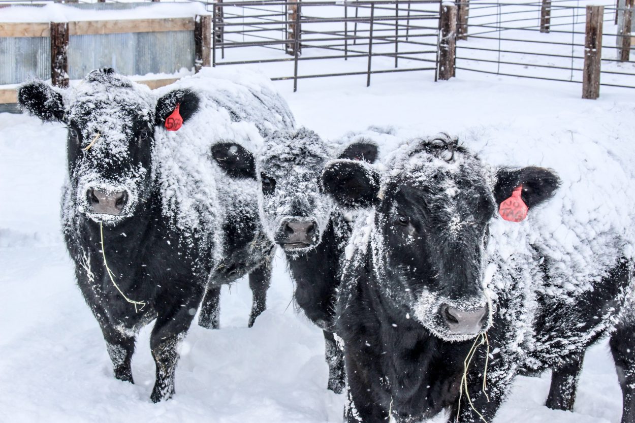 Prairie forecast: Cold start for the east, overall warm, dry expected [Video]