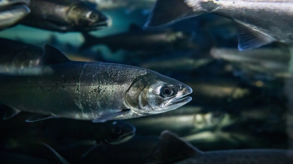 B.C. First Nation to develop salmon hatchery with Fisheries Department [Video]