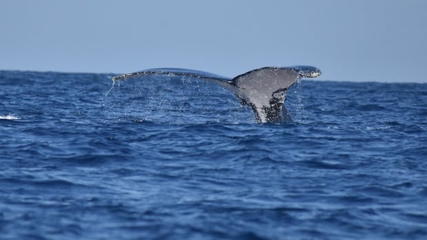 This whale made an epic trek across 3 oceans  possibly for the ladies [Video]