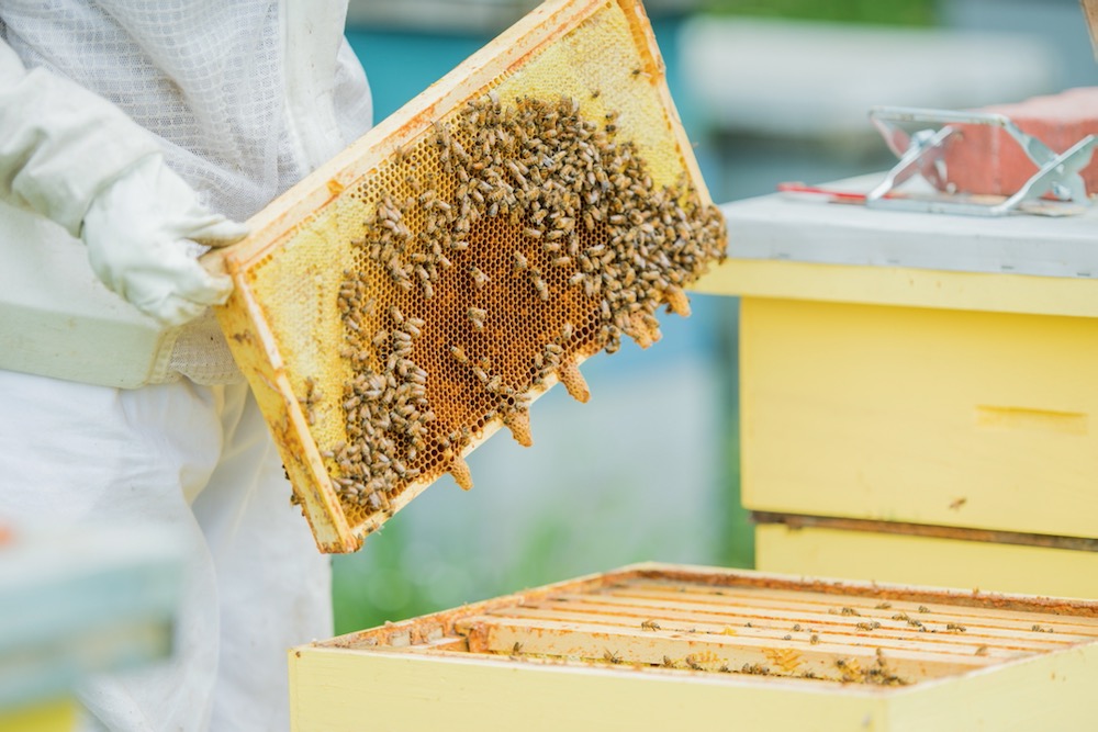 Canadian honey production down in 2024 [Video]