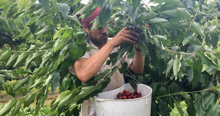 Struggling B.C. fruit growers say province lagging on promise of help [Video]