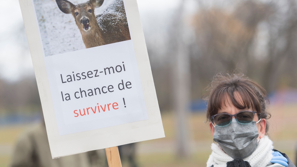 Montreal suburb declares ‘end of deer saga’ after killing 105 animals in urban park [Video]