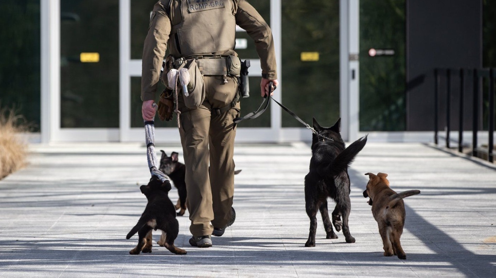 RCMP police dog program poses risks: evaluation [Video]