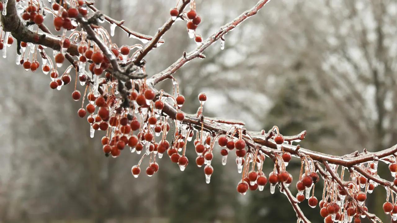 Dec.15 weather: Mix of snow, freezing rain and windy conditions heading for southern Ontario [Video]