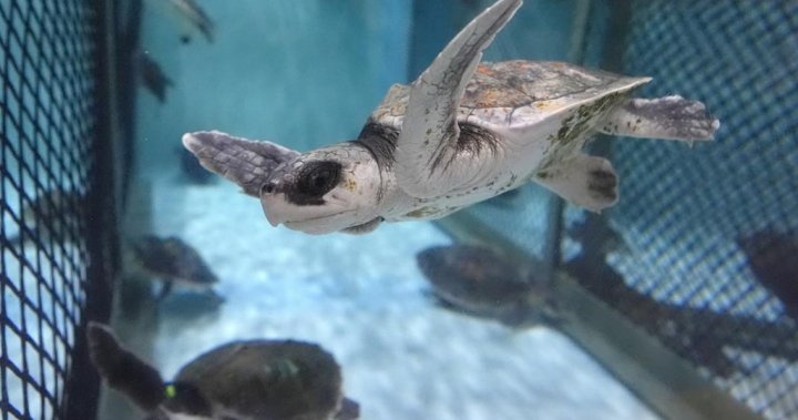 Tiny, endangered sea turtle found on Quebecs Magdalen Islands for the first time [Video]