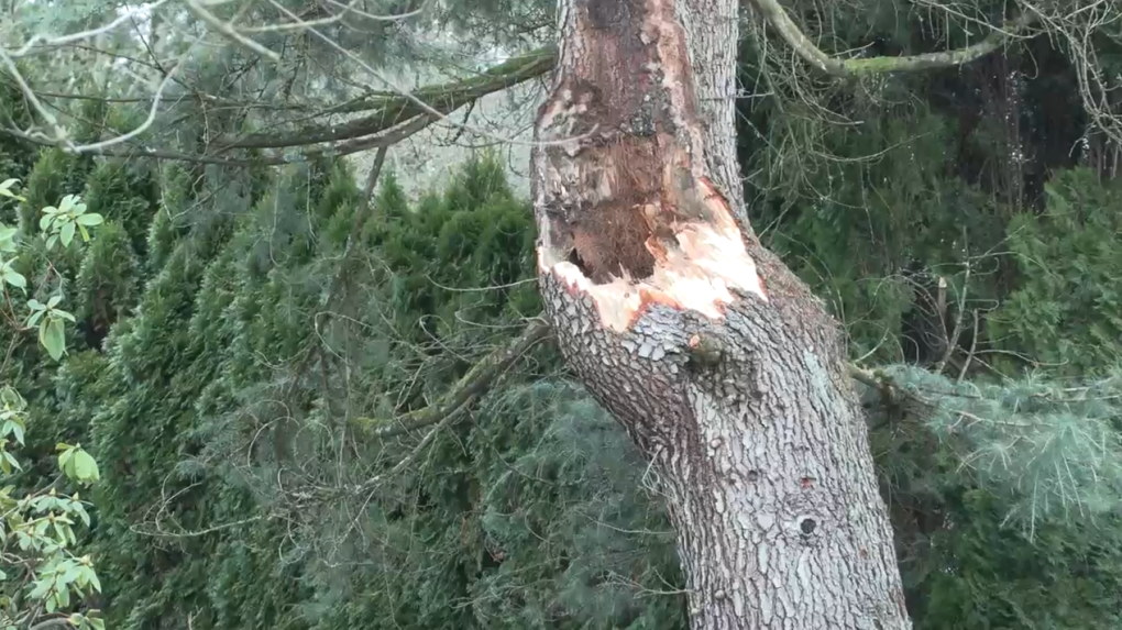 Woman killed by falling tree during B.C. windstorm [Video]