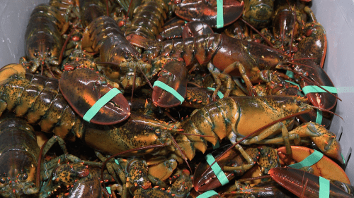 How climate change is affecting the lobster industry [Video]