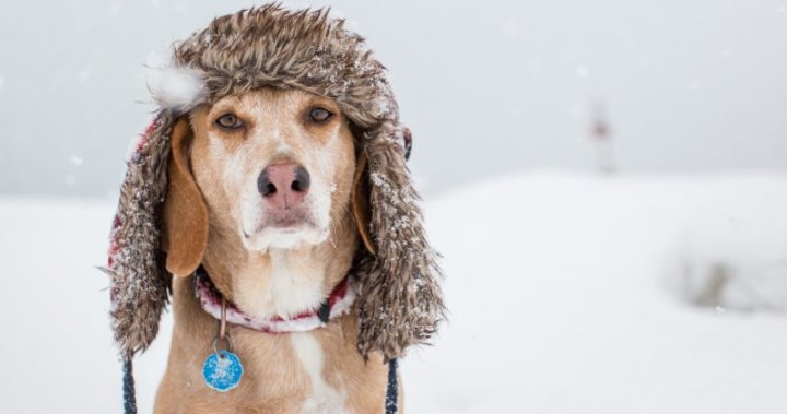 Brace yourself, Alberta: 10-15 cm of snow expected as extreme cold cloaks the province [Video]