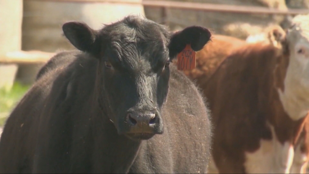 Saskatchewan cow slaughtered in Alberta was infected with bovine tuberculosis [Video]