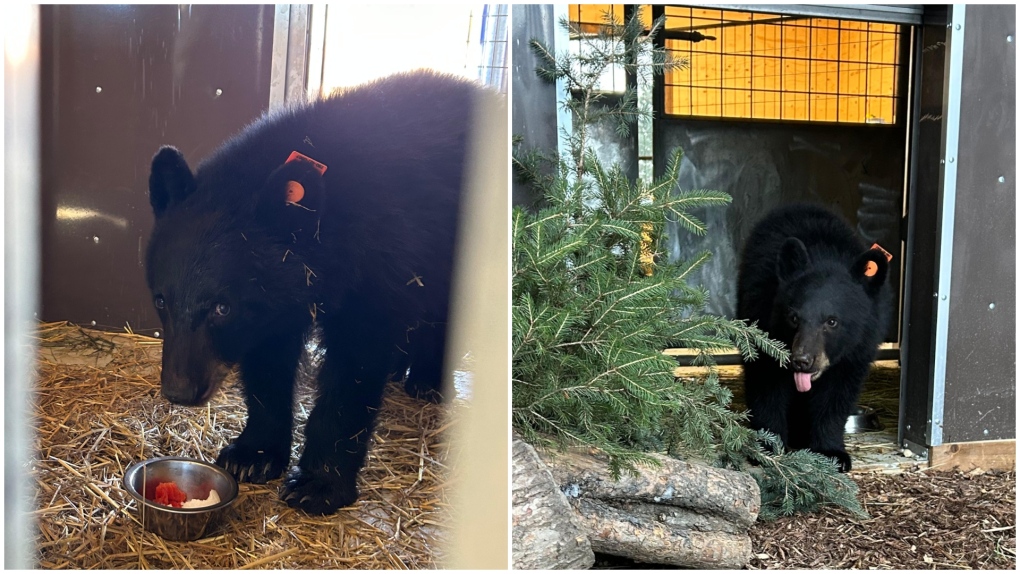 Alberta Institute for Wildlife Conservation rescues bear cub [Video]