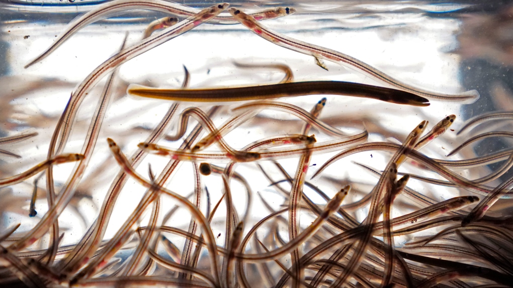 Mi’kmaq elver fishers hope new quotas create safety [Video]