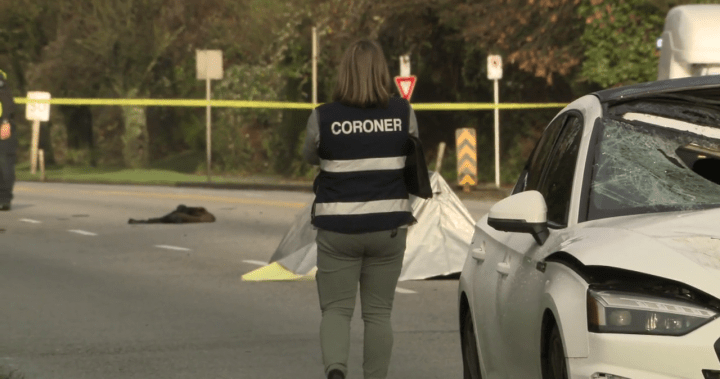 Pedestrian struck and killed in New Westminster on Wednesday - BC [Video]