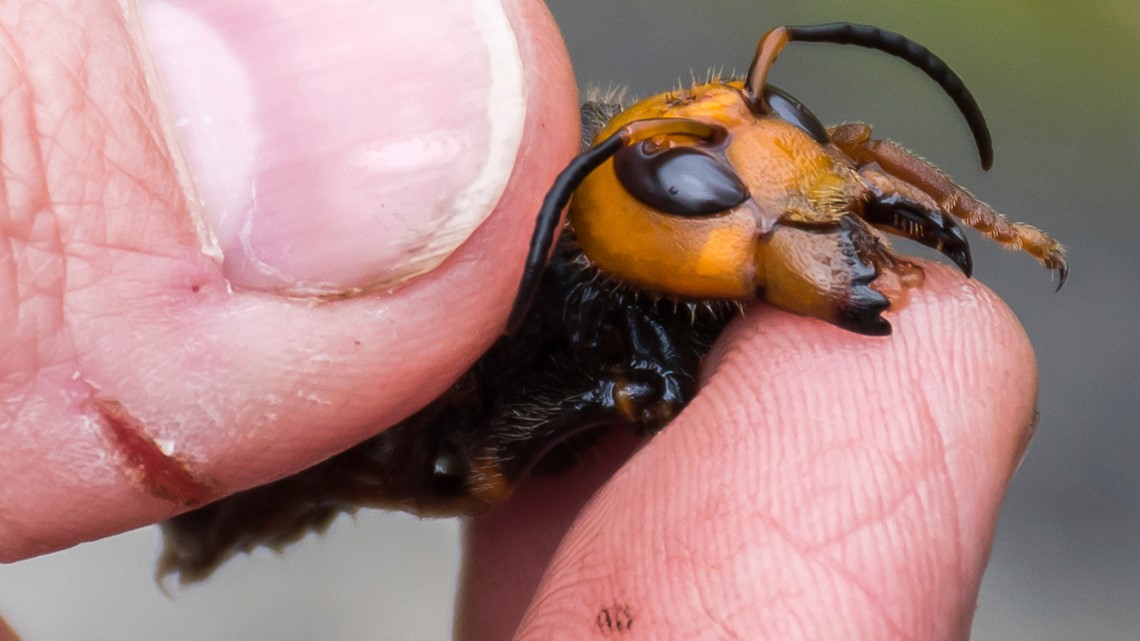 ‘Murder hornet’ declared eradicated in the US, Canada after 5 years [Video]